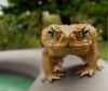 frog