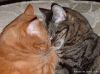 sweet_dreams