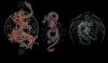 takashi