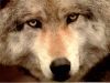werek