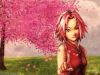 sakura_haruno