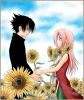 sakura_haruno