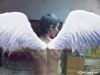 solar_wings