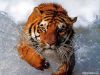 tigerik