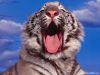 tigerik