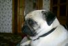 fosters1