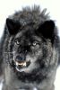 wolfgirl
