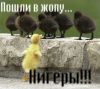 flyfree