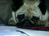 fosters1