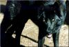 black_wolf