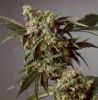 p!sulk@