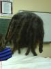 rastafara.kinder