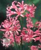 nerine