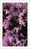 nerine