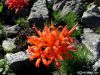nerine