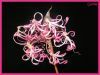 nerine