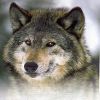 night_wolf!