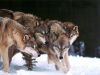 night_wolf!