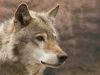 night_wolf!