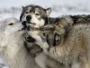 night_wolf!
