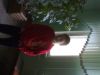 anfesh