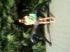 kiten