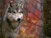 volk_))