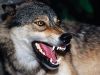 volk_))