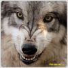 volk_))