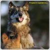 volk_))
