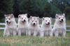 volk_))