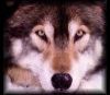 volk_))