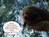 domovoi