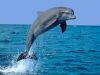 delfin4ik