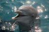 delfin4ik