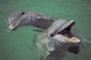 delfin4ik