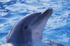 delfin4ik