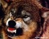 volk)