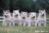 volk)