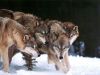 volk)