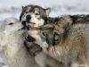 volk)