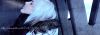 shelby__montreal