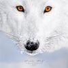 moonshewolf