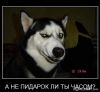 arizzi..)