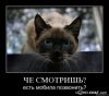 arizzi..)