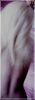 blondi_