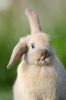 rabbit_rabit